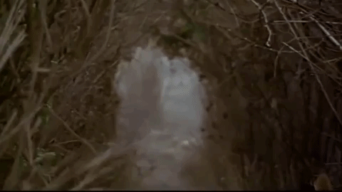 flowers in field quickly and magically blossom